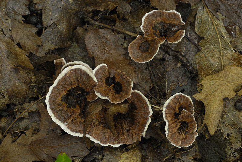 Hydnellum concrescens